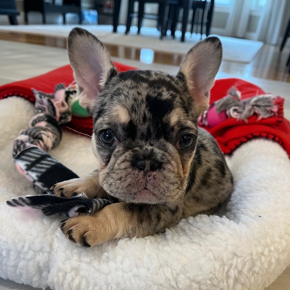 Meet your Posher, Morgan - Picture 1 of 1